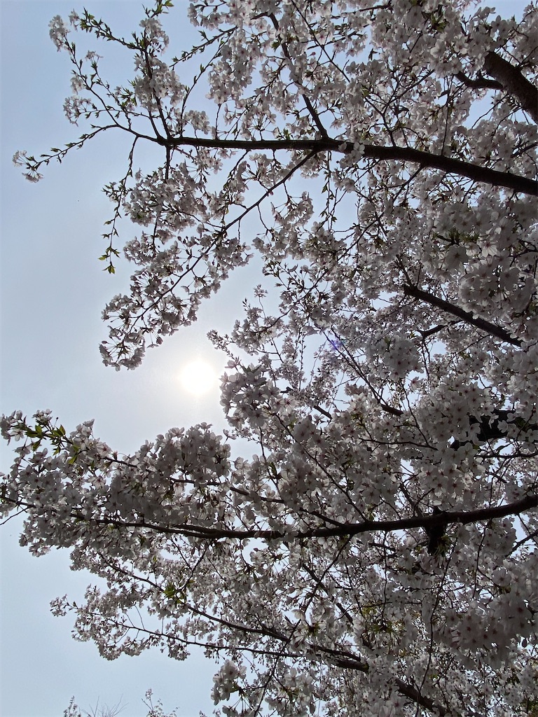 f:id:sarumemaki:20240406172217j:image f:id:sarumemaki:20240406172217j:image