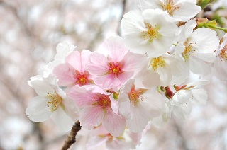 f:id:sarunokinobori:20130403130342j:plain