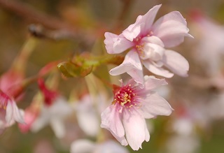 佐野藤右衛門邸の桜2021。見ごろや開花状況。アクセス方法を紹介
