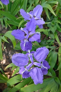 f:id:sarunokinobori:20150430004357j:plain