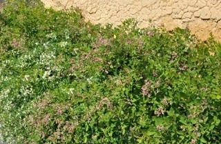 f:id:sarunokinobori:20150830134349j:plain