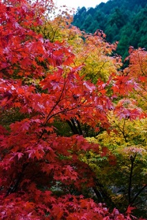 f:id:sarunokinobori:20150905161017j:plain