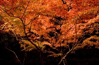 f:id:sarunokinobori:20150930191148j:plain