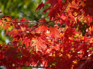 f:id:sarunokinobori:20151020201456j:plain