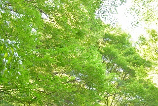 f:id:sarunokinobori:20160510194739j:plain