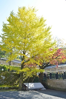f:id:sarunokinobori:20161113154549j:plain