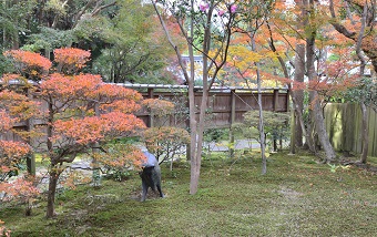 f:id:sarunokinobori:20161119205711j:plain f:id:sarunokinobori:20161119205711j:plain