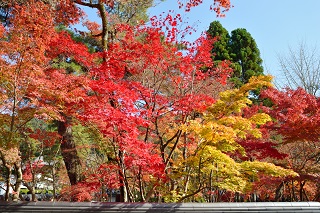 f:id:sarunokinobori:20161123214455j:plain