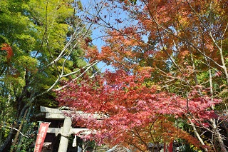 f:id:sarunokinobori:20161124195032j:plain