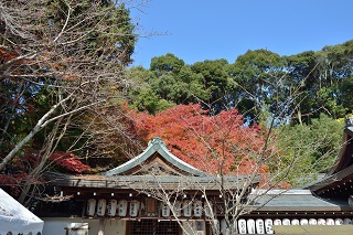 f:id:sarunokinobori:20161124195045j:plain