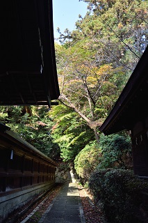 f:id:sarunokinobori:20161125205216j:plain