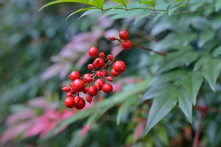 f:id:sarunokinobori:20161125205316j:plain