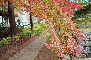 f:id:sarunokinobori:20161125220147j:plain