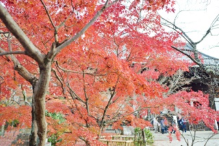 f:id:sarunokinobori:20161125220155j:plain