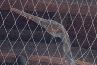 f:id:sarunokinobori:20170105194423j:plain f:id:sarunokinobori:20170105194423j:plain