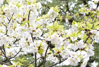 f:id:sarunokinobori:20170111012035j:plain