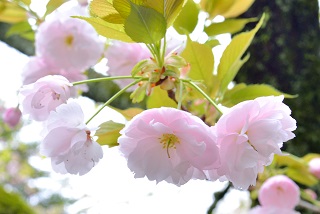 f:id:sarunokinobori:20170111012042j:plain