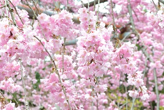 f:id:sarunokinobori:20170111012049j:plain