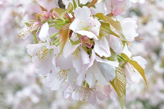 f:id:sarunokinobori:20170111012058j:plain