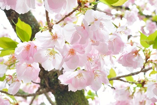 f:id:sarunokinobori:20170111012108j:plain