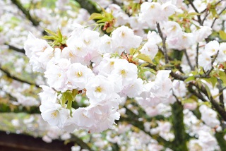 f:id:sarunokinobori:20170111012117j:plain