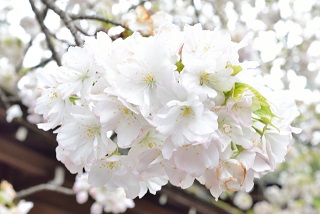 f:id:sarunokinobori:20170111012126j:plain