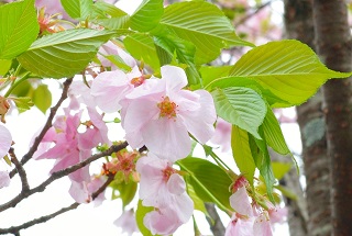 f:id:sarunokinobori:20170111012132j:plain