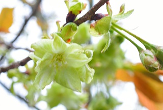 f:id:sarunokinobori:20170111012142j:plain