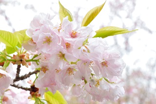 f:id:sarunokinobori:20170111012150j:plain