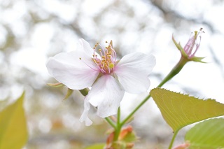 f:id:sarunokinobori:20170111012157j:plain