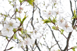 f:id:sarunokinobori:20170111012206j:plain