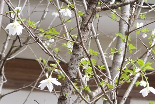 f:id:sarunokinobori:20170111012211j:plain