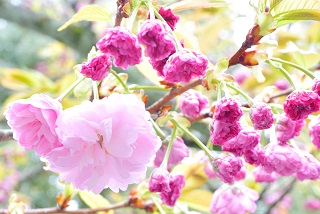 f:id:sarunokinobori:20170111012222j:plain