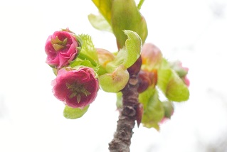 f:id:sarunokinobori:20170111012228j:plain