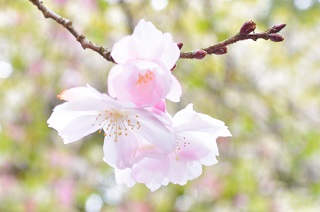 f:id:sarunokinobori:20170111012235j:plain