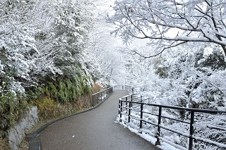 f:id:sarunokinobori:20170119183211j:plain f:id:sarunokinobori:20170119183211j:plain