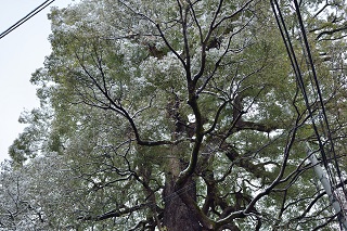 f:id:sarunokinobori:20170120182850j:plain f:id:sarunokinobori:20170120182850j:plain