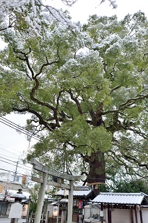 f:id:sarunokinobori:20170120183046j:plain f:id:sarunokinobori:20170120183046j:plain