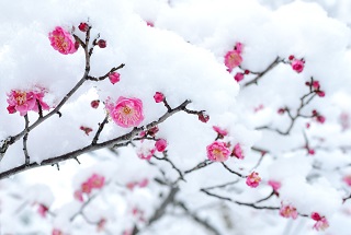 f:id:sarunokinobori:20170121125339j:plain f:id:sarunokinobori:20170121125339j:plain