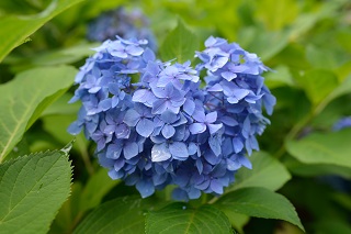f:id:sarunokinobori:20170628211655j:plain f:id:sarunokinobori:20170628211655j:plain