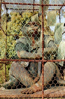 f:id:sarunokinobori:20171017213925j:plain