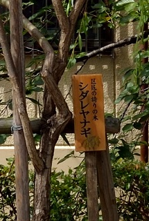 f:id:sarunokinobori:20171030211635j:plain