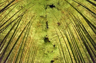 f:id:sarunokinobori:20171211212913j:plain