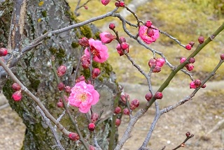 f:id:sarunokinobori:20180206092414j:plain