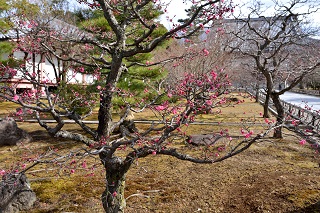 f:id:sarunokinobori:20180206092424j:plain