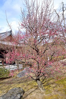 f:id:sarunokinobori:20180206092455j:plain