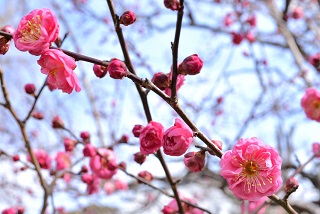 f:id:sarunokinobori:20180206092506j:plain