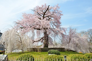 f:id:sarunokinobori:20180328215704j:plain