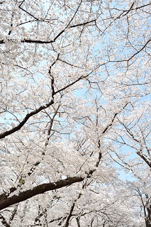 f:id:sarunokinobori:20180402210651j:plain