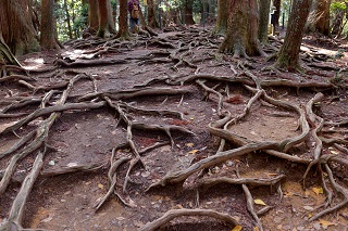 f:id:sarunokinobori:20180520141126j:plain